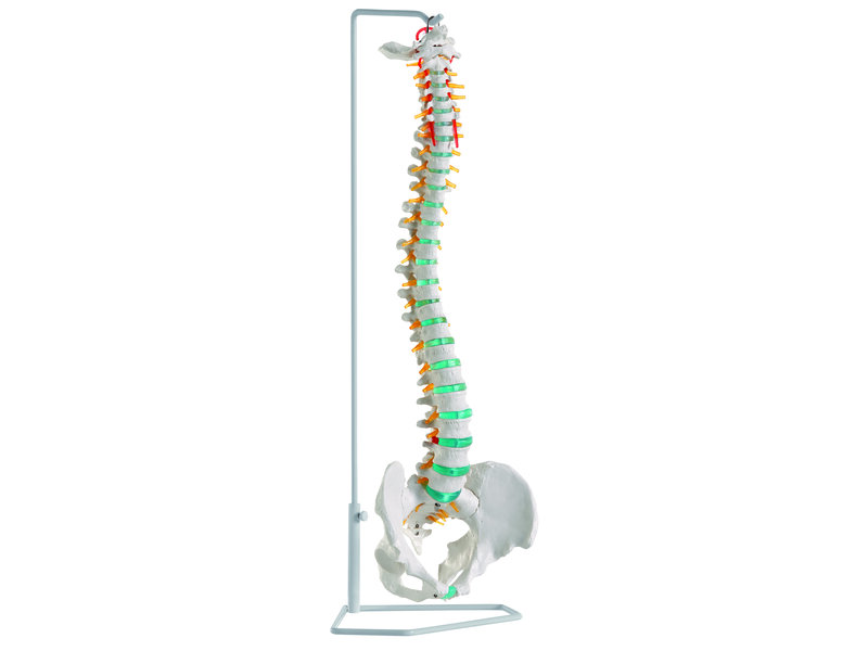 Flexible Vertebral 