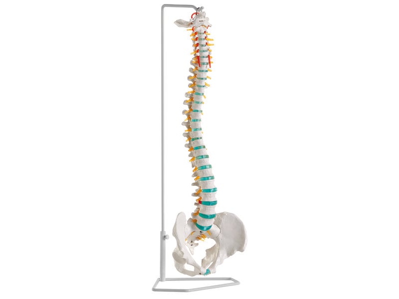 Flexible Vertebral 