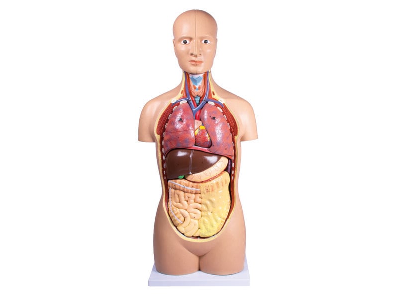 Sexless Torso