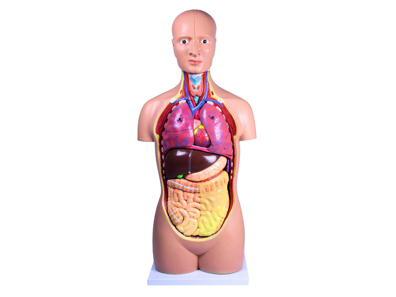 Sexless Torso