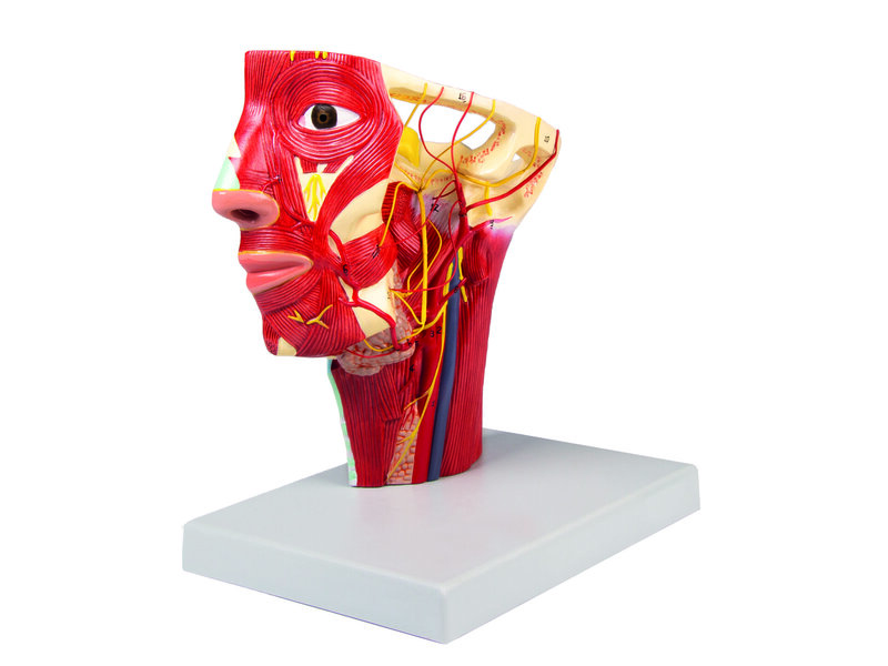 Head Arteries 