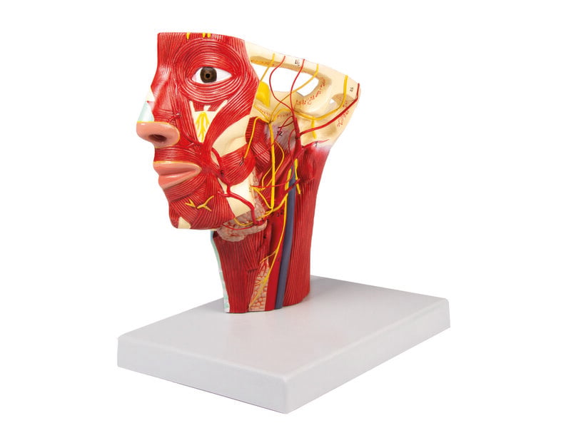 Head Arteries 