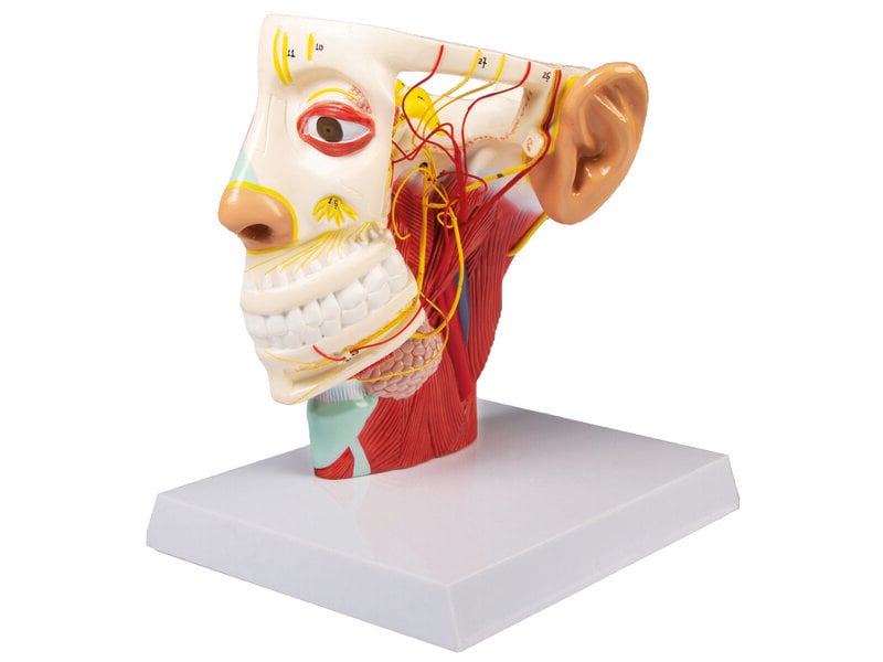 Head Nerves