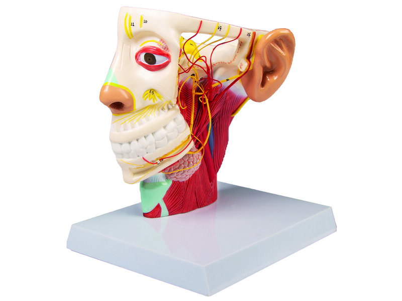 Head Nerves
