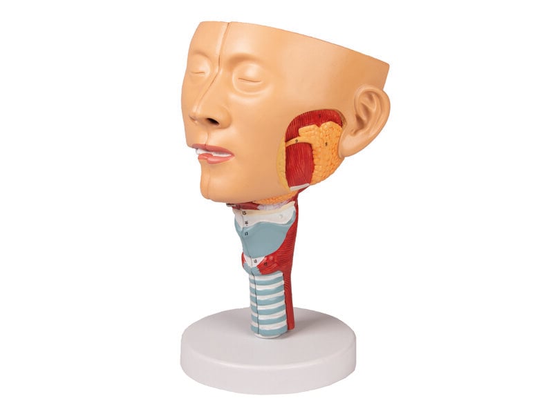 Head with Throat, Larynx