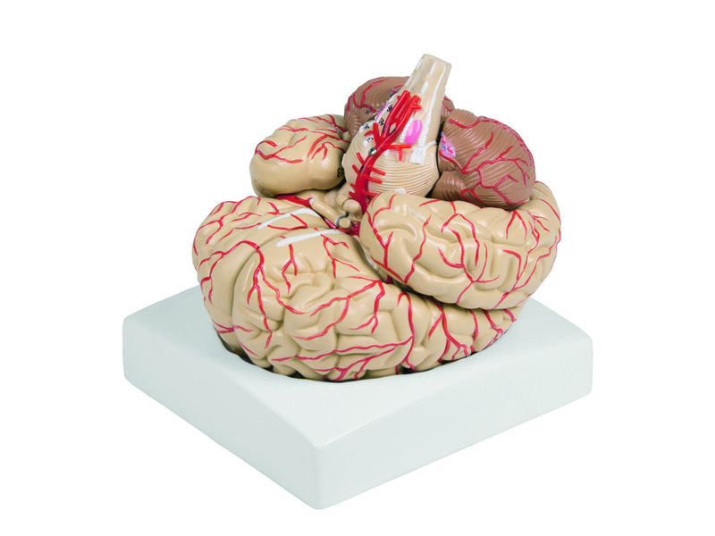 Brain with Arteries
