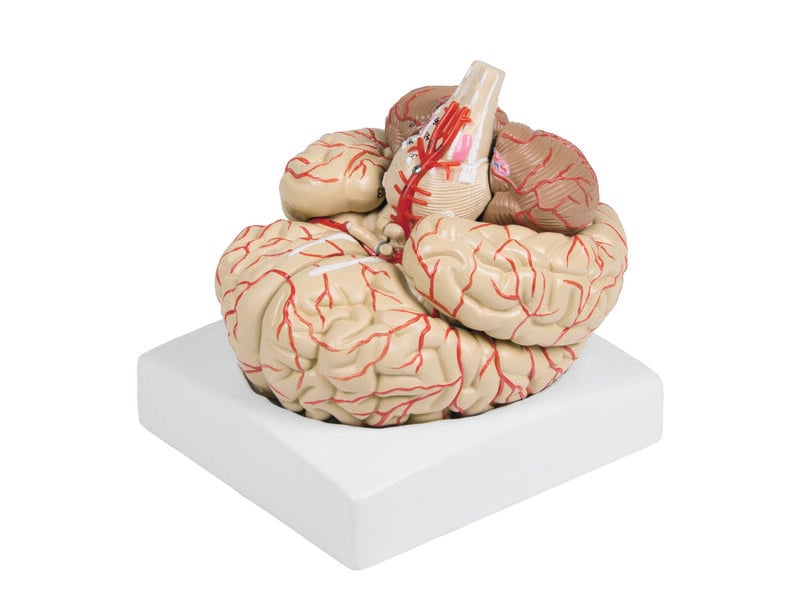 Brain with Arteries