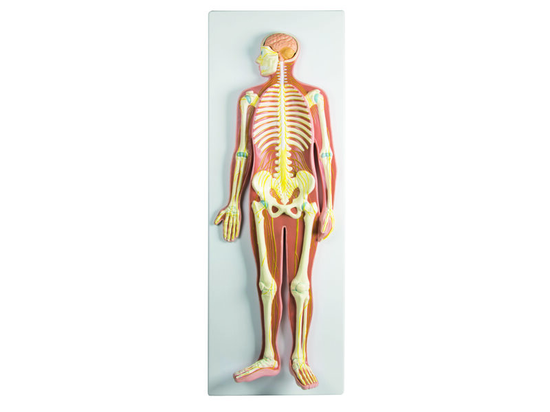 Nervous System