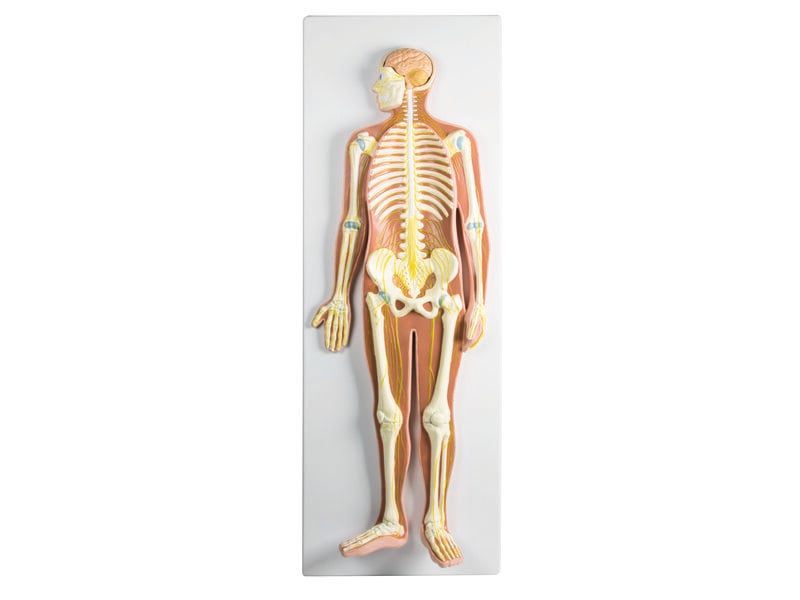 Nervous System