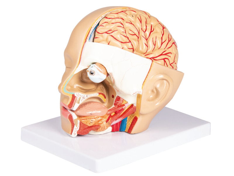 Head Model