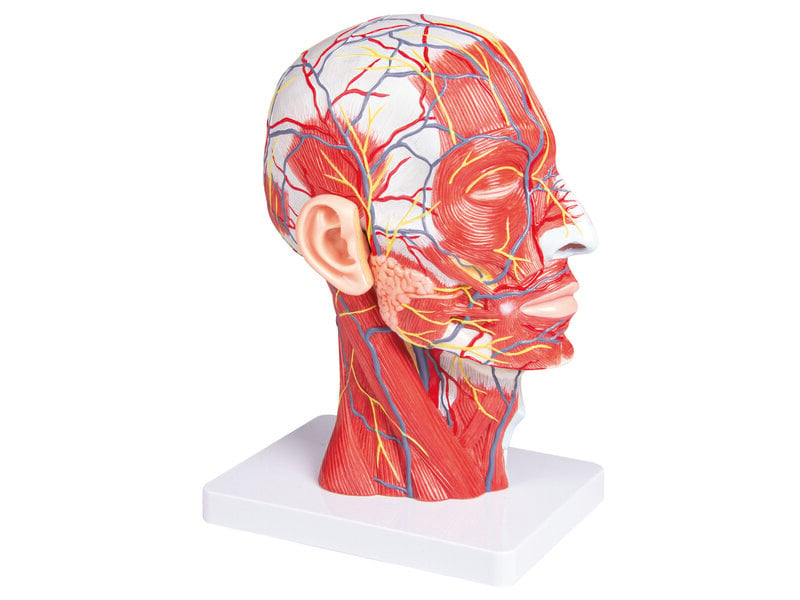 Head Half Life Size