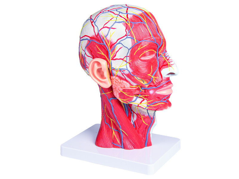 Head Half Life Size
