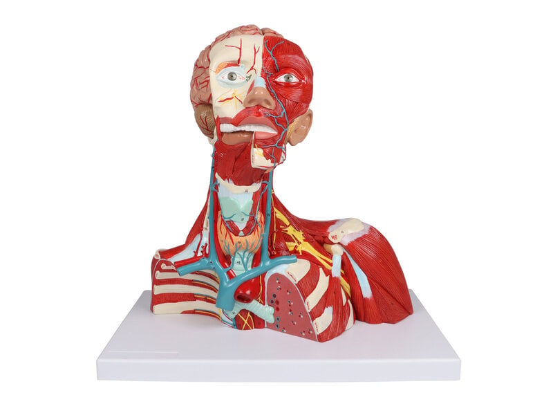 Head, Neck & Thorax 