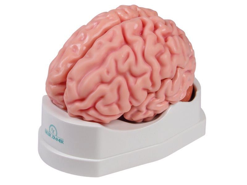 Brain Life Size