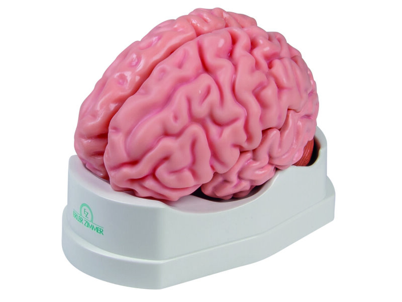 Brain Life Size