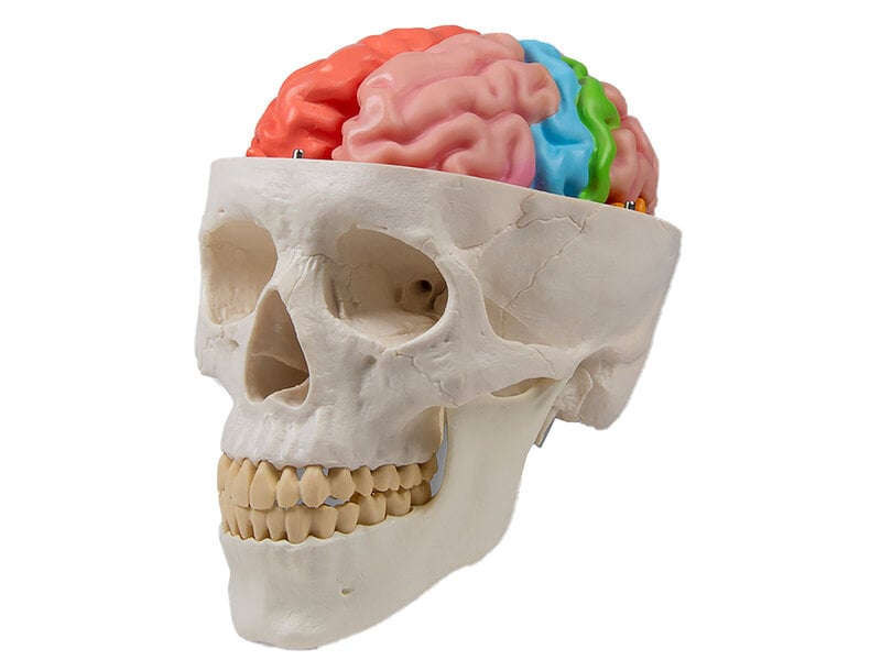 Life Size Brain 5 parts