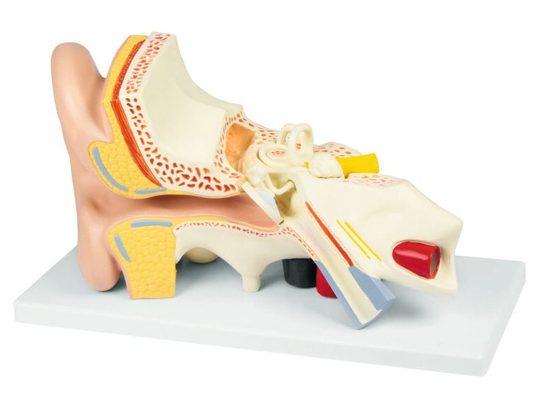 Ear 3x Life Size