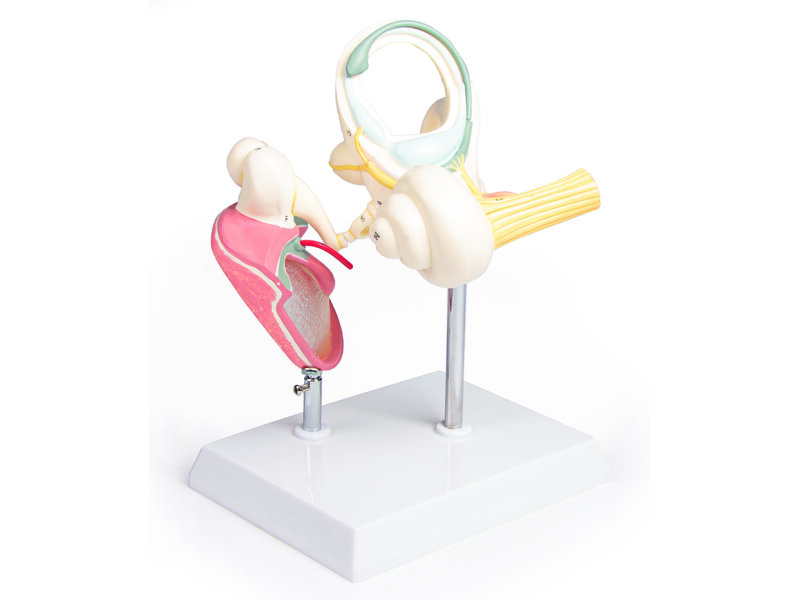 Labyrinth with Ossicles