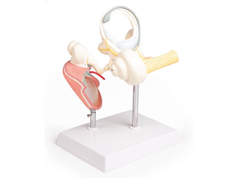 Labyrinth with Ossicles