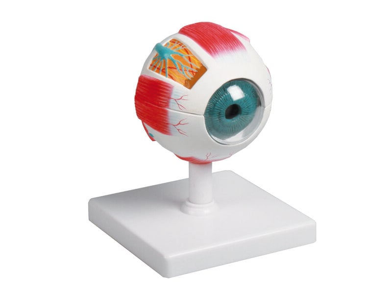 Eye 4x Life Size