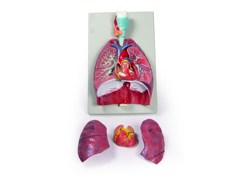 Lungs, Heart and Pharynx