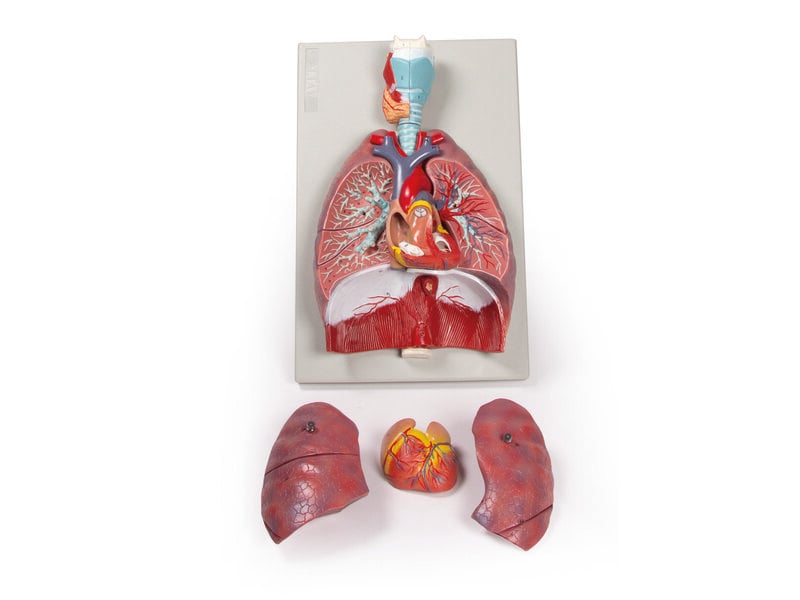 Lungs, Heart and Pharynx