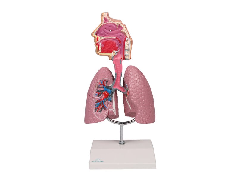 Human Respiratory System