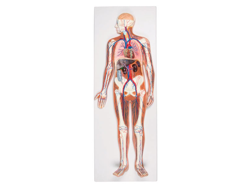 Circulatory System