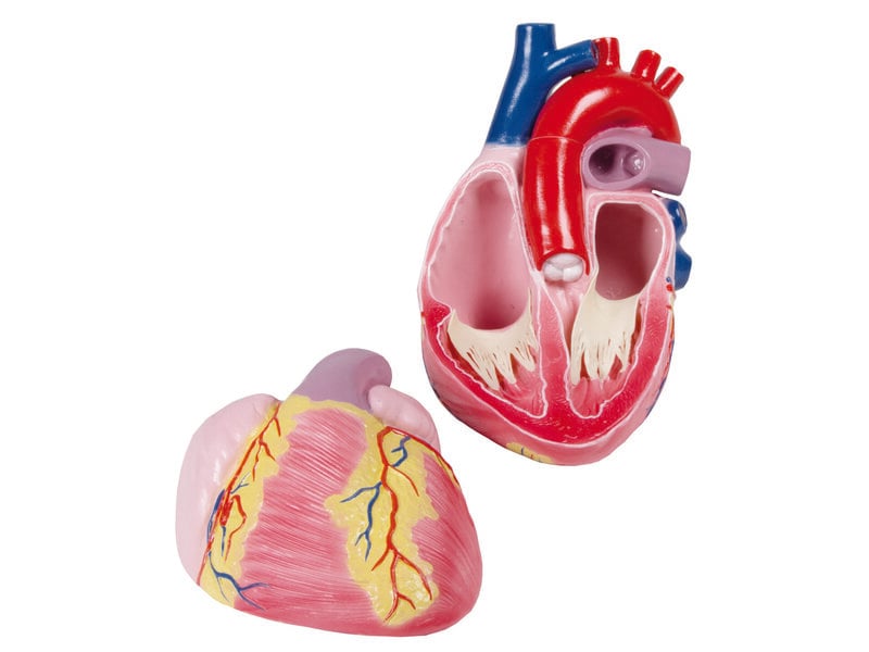 Giant Heart 3x Life Size