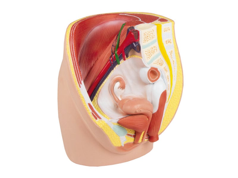Female Pelvis Life Size
