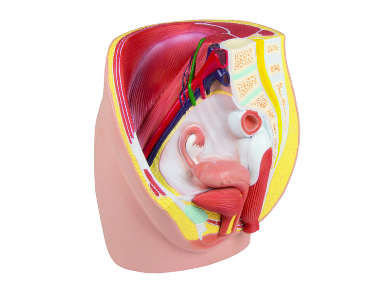 Female Pelvis Life Size