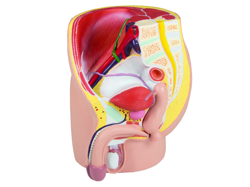 Male Pelvis Life Size
