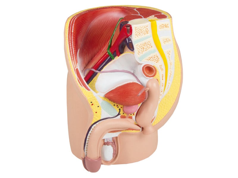 Male Pelvis Life Size