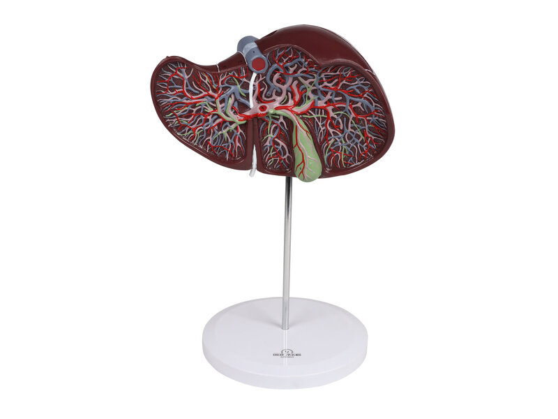Human Liver