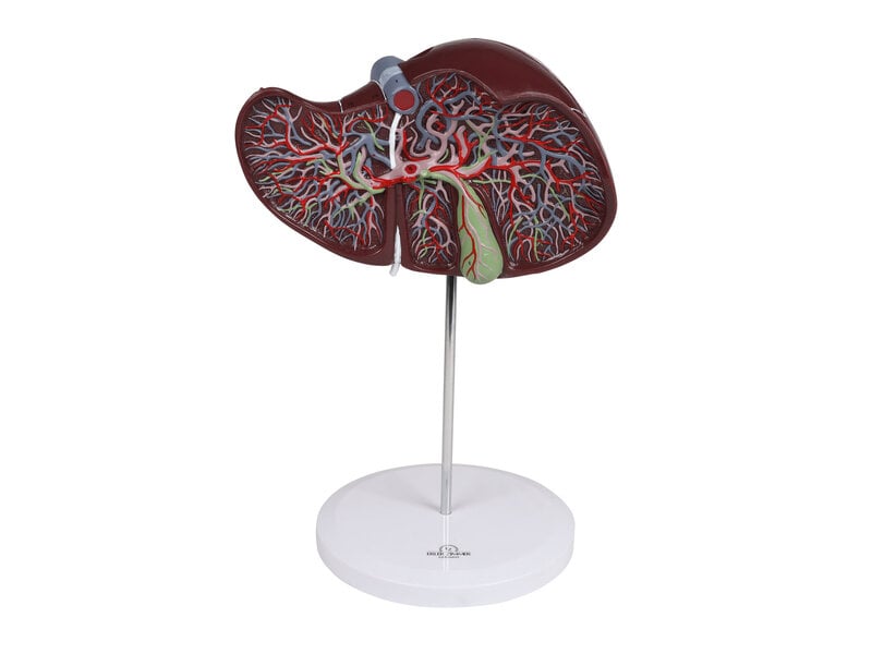 Human Liver