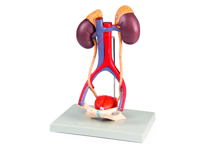Urinary System
