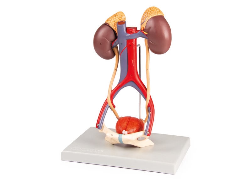 Urinary System