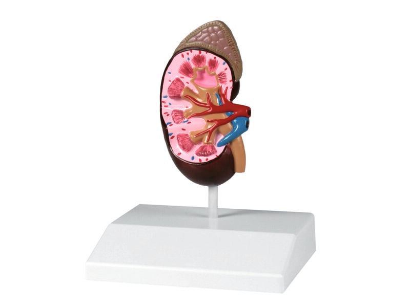 Kidney Life Size