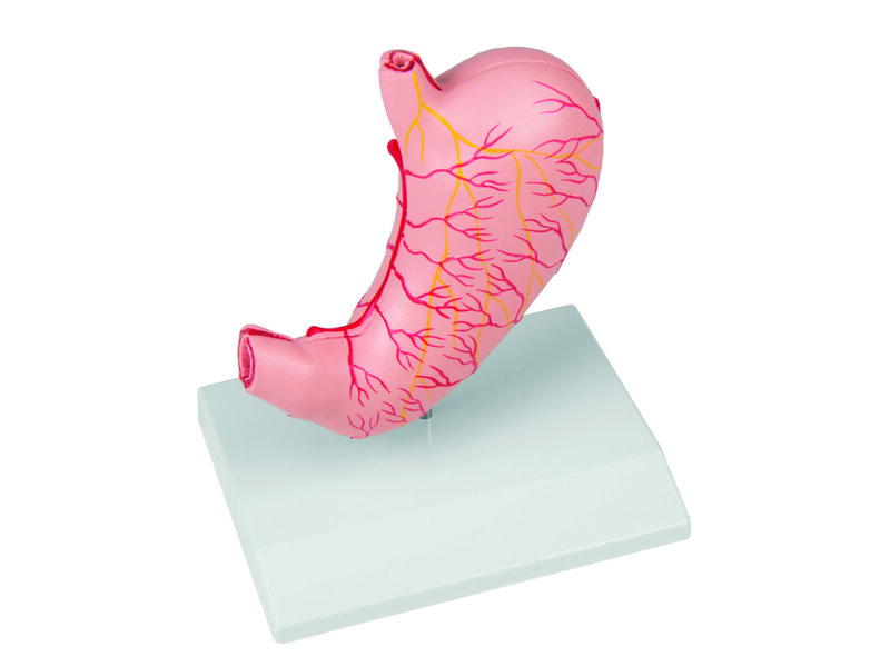 Stomach Life Size