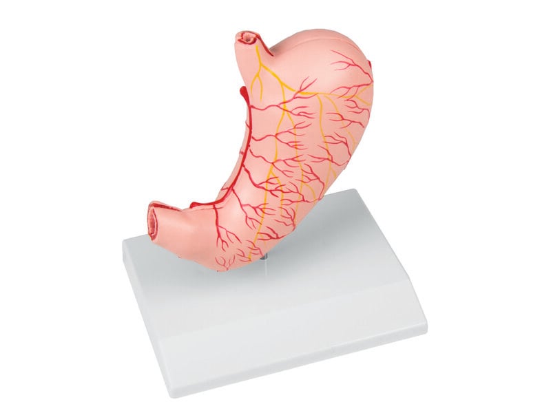 Stomach Life Size