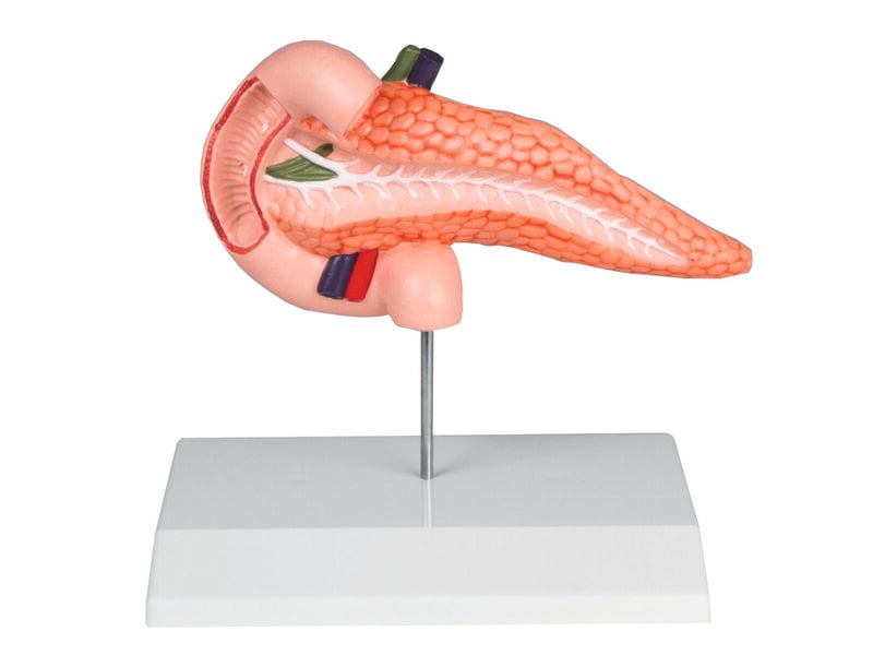 Pancreas and Duodenum
