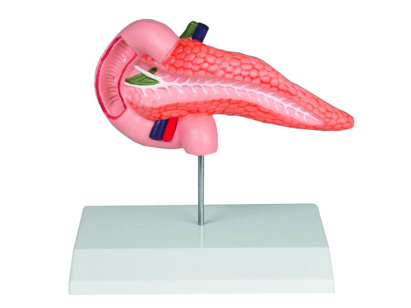 Pancreas and Duodenum
