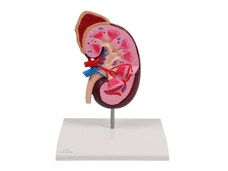 Kidney 2x Life Size