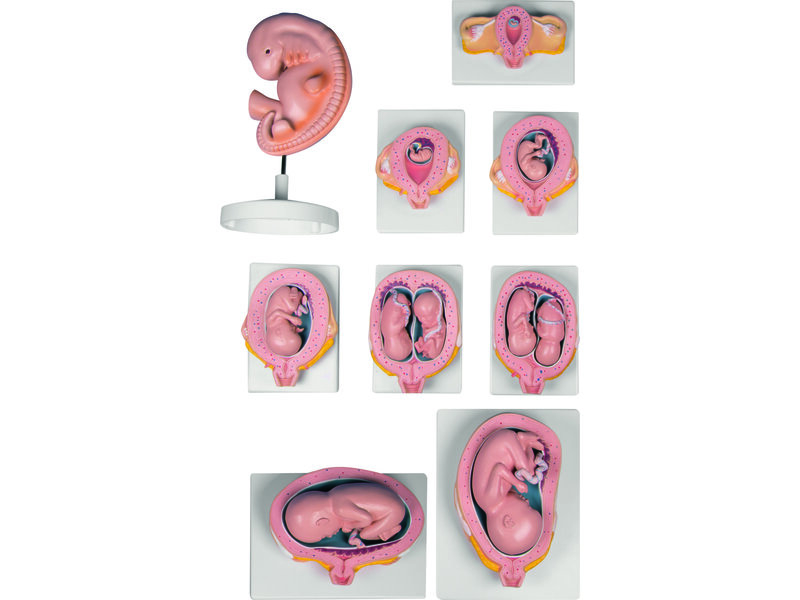 Pregnancy Set