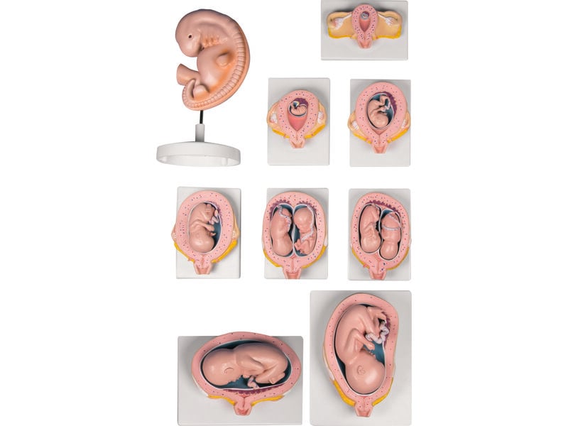 Pregnancy Set