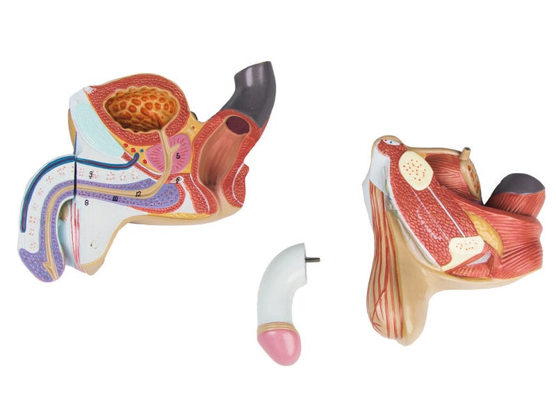 Organes génitaux masculins 