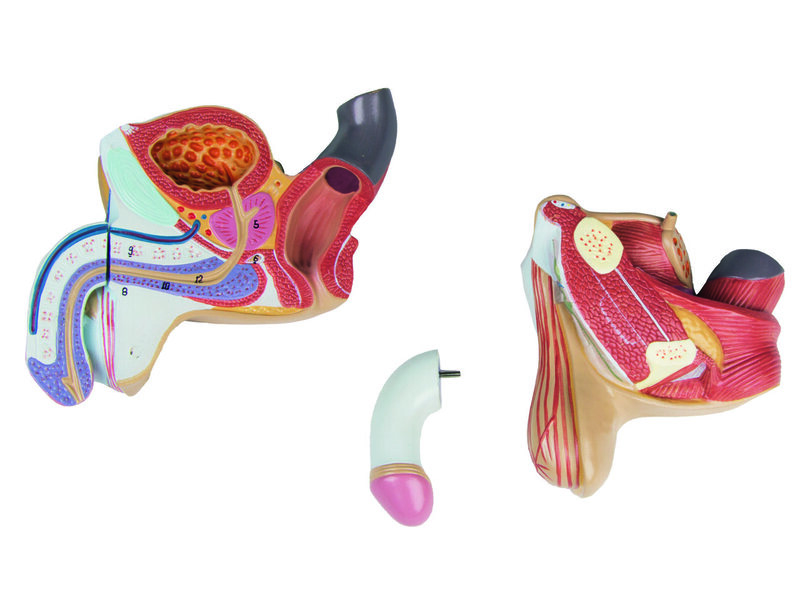 Male Genital Organs