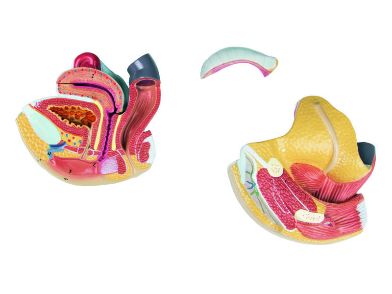 Female Genital Organs