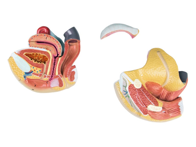 Female Genital Organs