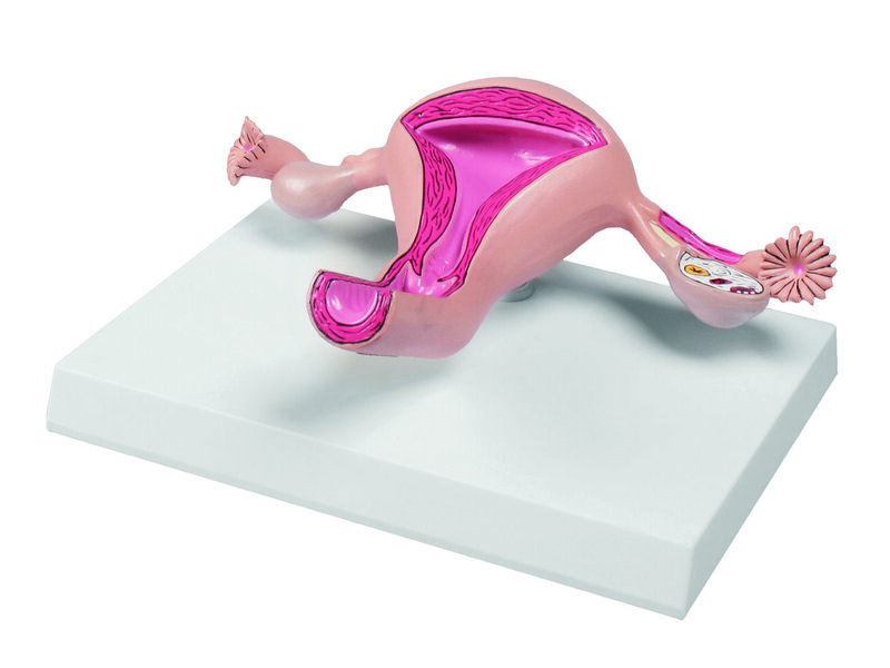 Uterus Model